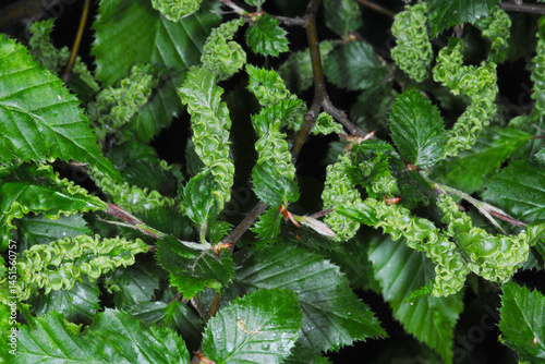 Hainbuchengallmilbe,  Eriophyes macrotrichus