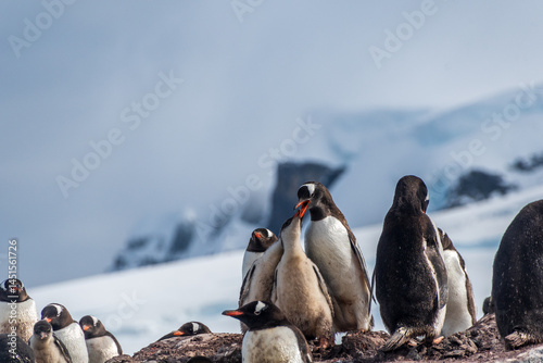 A group of Gentoo Penguin -Pygoscelis papua- standing on a rock near the Cierva Cove, on the Antarctic peninsula