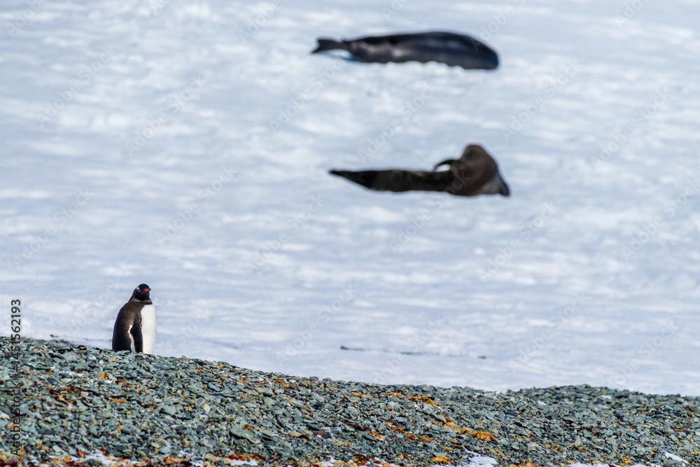 Telephoto shot of a Gentoo Penguin -Pygoscelis papua- walking along a Penguin highway laid out in fresh snow at the Sierva Cove colony on the Antarctic Peninsula