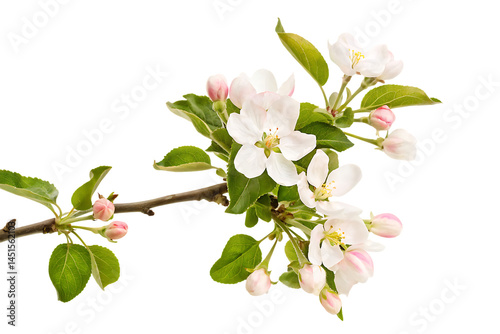 apple tree flowers