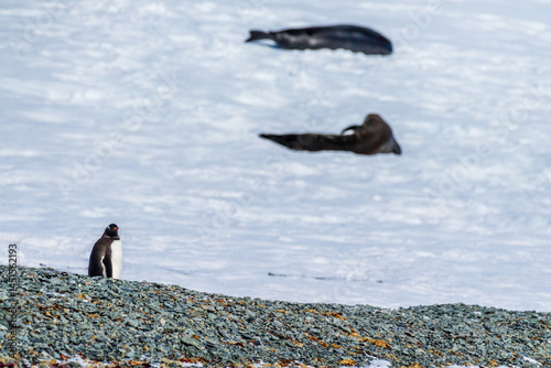 Obraz na płótnie Telephoto shot of a Gentoo Penguin -Pygoscelis papua- walking along a Penguin highway laid out in fresh snow at the Sierva Cove colony on the Antarctic Peninsula w salonie