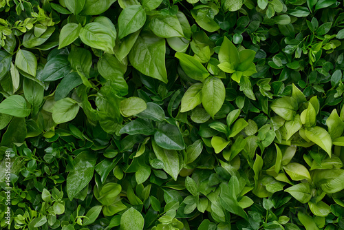 Wallpaper Mural Lush green leaves create vibrant and refreshing wall of foliage, showcasing various shades of green and textures Torontodigital.ca