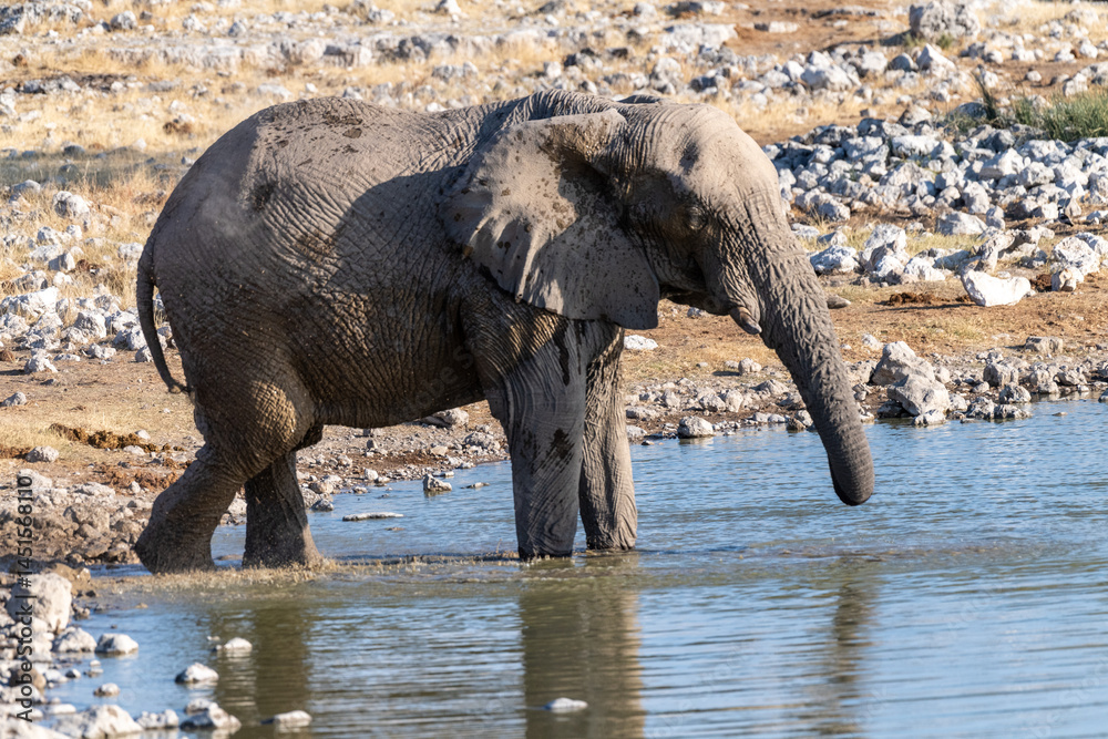 Telephoto shot of one African Elephant -Loxodonta Africana- drinking from a waterhole in Etosha National Park, Namibia.