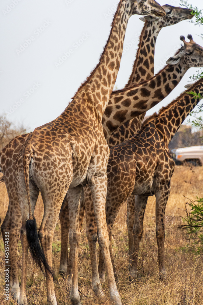 Close-up of Masai Giraffe - Giraffa tippelskirchi- feeding off acacia trees in the Serengeti, Tanzania