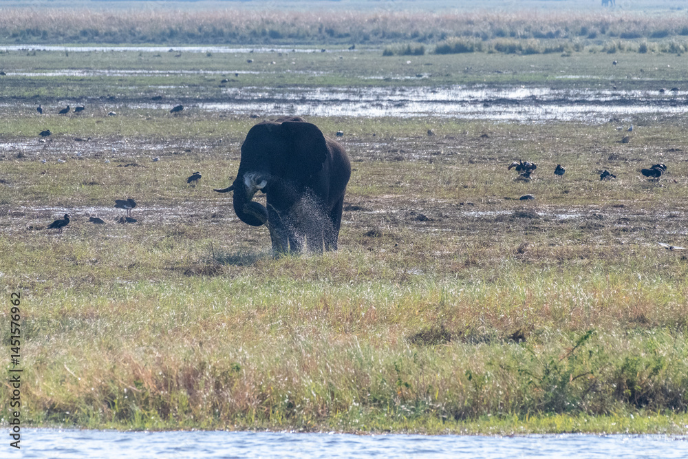 Telephoto shot of an African Elephant feeding itself on the banks of the Chobe River. Chobe National Park, Botswana.