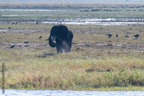 Obraz na płótnie Telephoto shot of an African Elephant feeding itself on the banks of the Chobe River. Chobe National Park, Botswana. w salonie