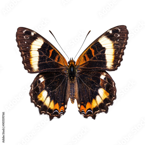 Nymphalis antiopa butterfly perched gracefully on a transparent background showcasing vibrant colors and exquisite details, Nymphalis antiopa butterfly, isolated on transparent background