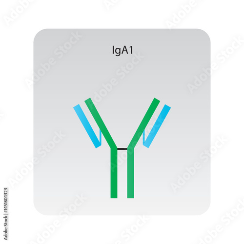 IgE immunoglobulin antibody structure schematic illustration. Simple immunology diagram.