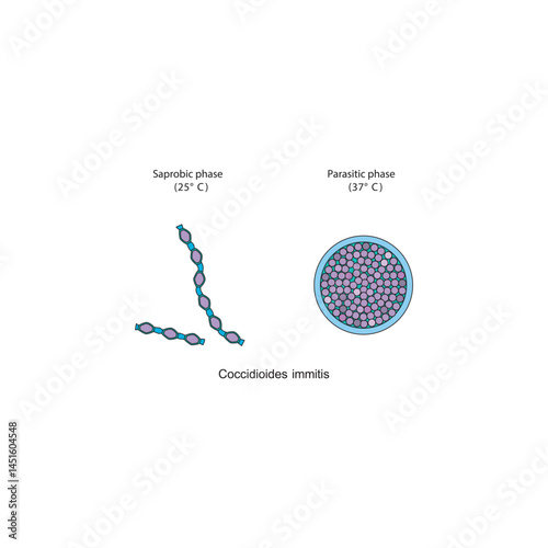Coccidioides immitis Saprobic and parasitic phases diagram. Simple schematic illustration of endemic dimorphic fungi stages strucutre.