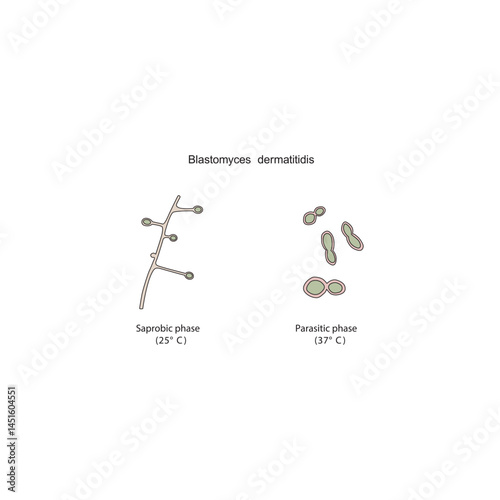 Blastomyces dermatitidis Saprobic and parasitic phases diagram. Simple schematic illustration of endemic dimorphic fungi stages strucutre.
