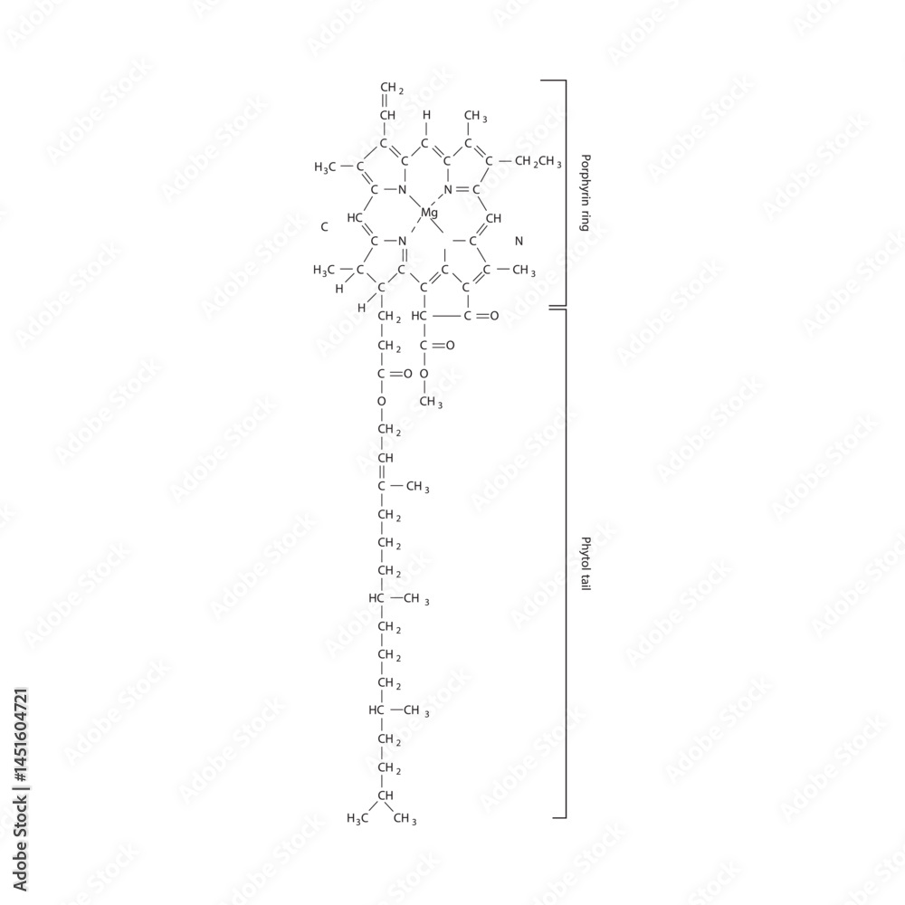 Obraz premium Chlorophyll a Molecular Structure Diagram with Porphyrin Ring and Phytol Tail – Chemical Structure of Photosynthetic Pigment for Biology and Biochemistry Education
