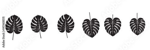 Tropical leaves of Monstera Deliciosa Exotic floral silhouettes Summer vector