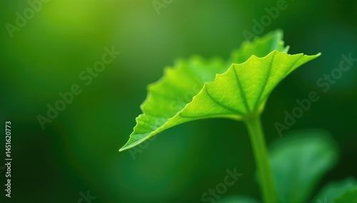 Delicate green leaves unfolding from a single stem, foliage, nature, blossom