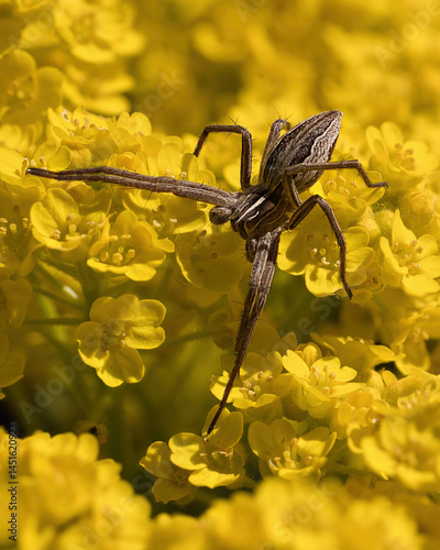 Listspinne auf der Lauer