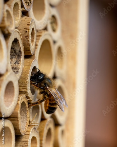 Wildbiene am Insektenhotel