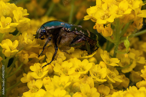 Rosenkäfer von der Seite auf gelber Polsterblume
