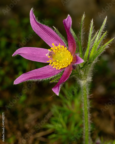Blüte einer Küchenschelle