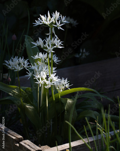 Blühender Bärlauch in einem Gartenbeet