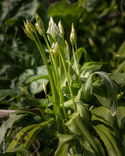 Bärlauch im Garten mit Knospen kurz vor der Blühte