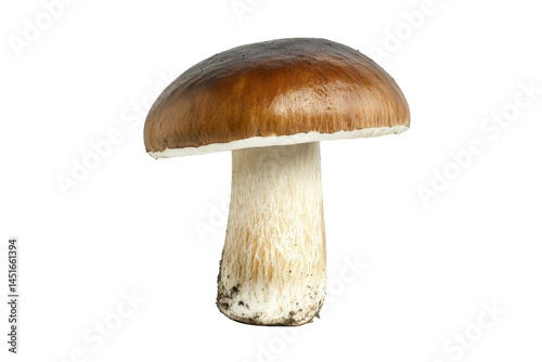 Fresh Edible Mushrooms on a Transparent Background Displaying Natural Organic Texture and Color