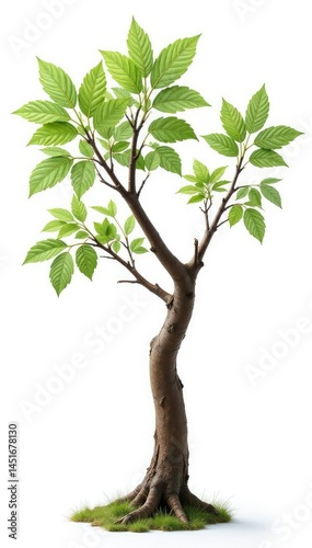 Obraz na płótnie Delicate branches stretching from a central trunk on white background, foliage, wood, rustic w salonie