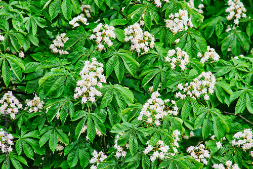 Blooming horse chestnut tree with lush green leaves and white-pink flowers in spring. Aesculus hippocastanum foliage close-up, vibrant natural background.