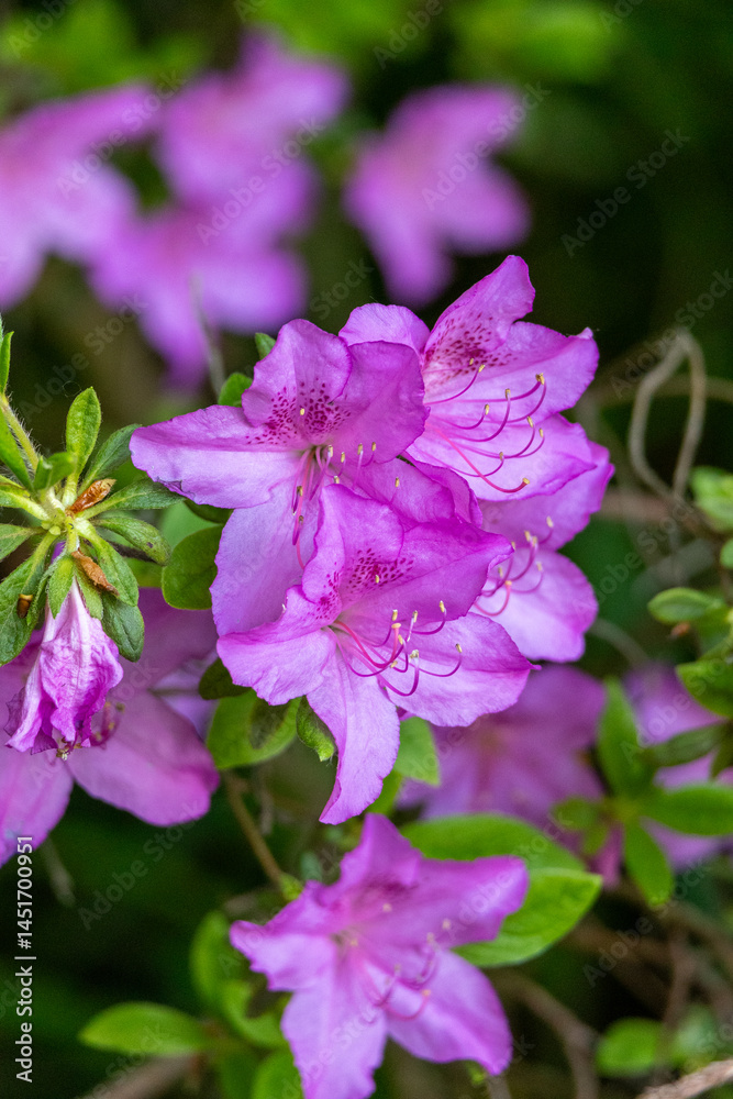 Elegant purple azalea flowers in sunlight Elegant purple azalea flowers in sunlight