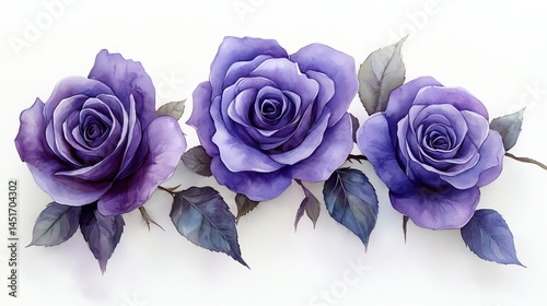 Three purple roses watercolor painting