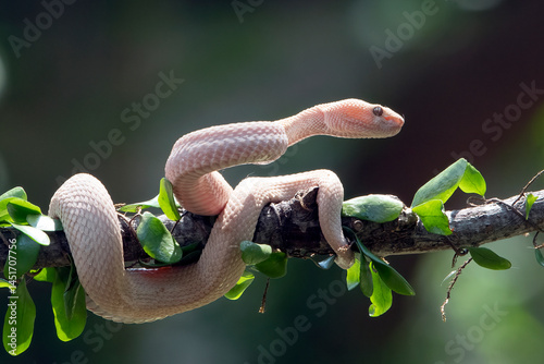 Albino mangrove pit viper on a tree branch