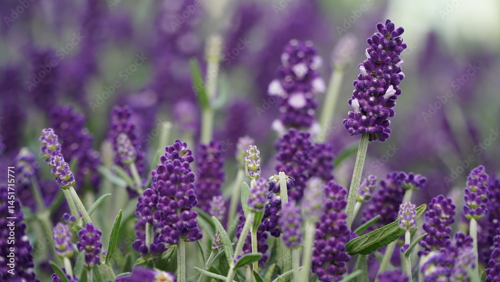 Obraz premium lavender flowers in the garden
