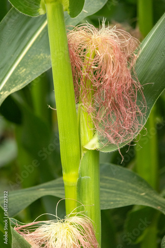 Close up of young corn of maize.