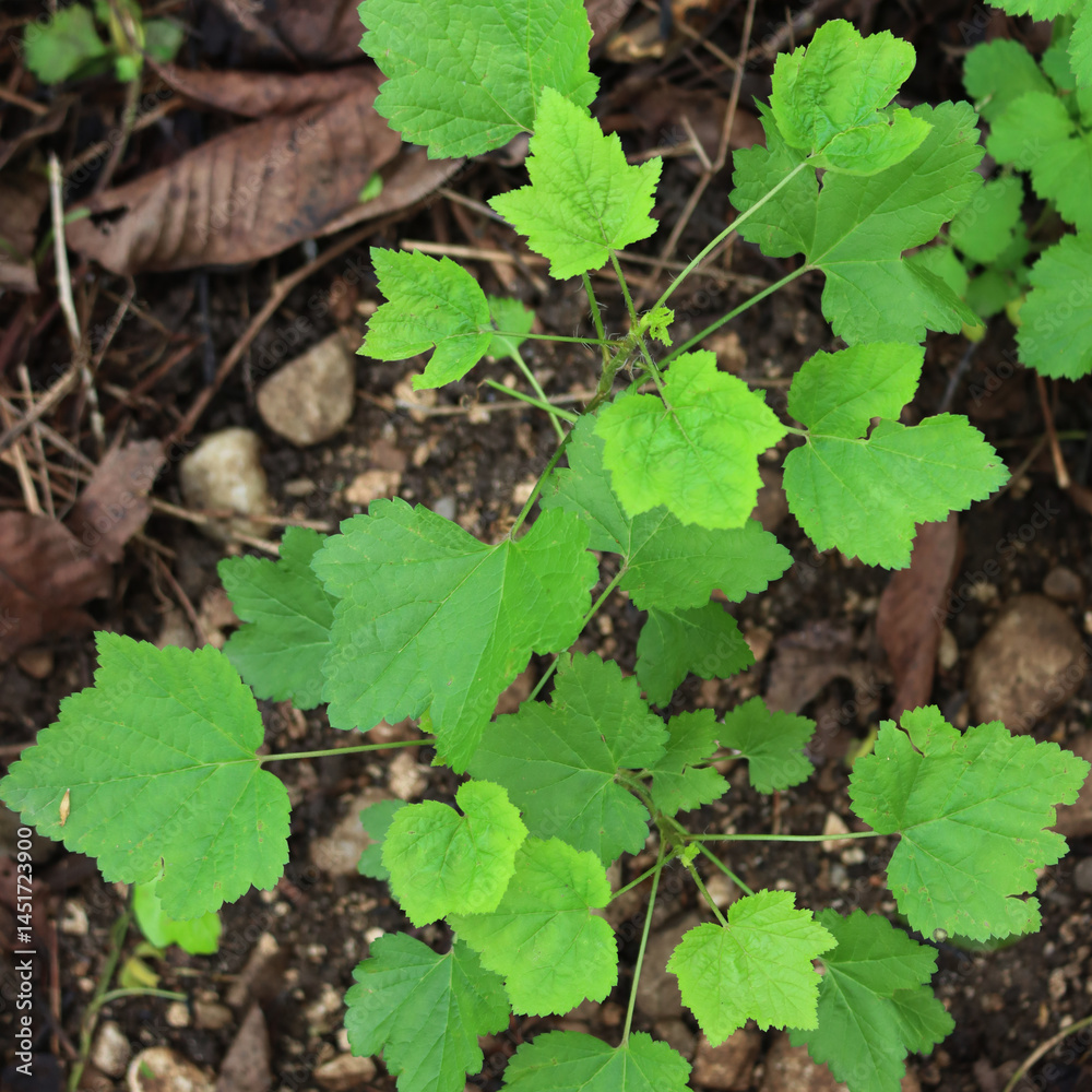 Red currant shrub with new fresh green leaves on springtime. Ribes bush in the garden Red currant shrub with new fresh green leaves on springtime. Ribes bush in the garden