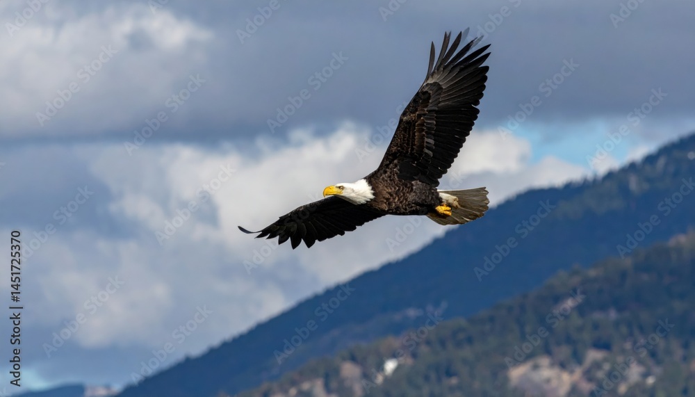 Majestic eagle soaring over mountainous landscape nature photography cloudy sky aerial view wildlife conservation Majestic eagle soaring over mountainous landscape nature photography cloudy sky aerial view wildlife conservation