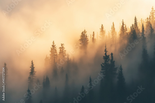 Misty forest with tall pine trees at sunrise creating dreamy golden light and tranquil natural atmosphere. Copy space