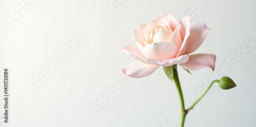 A single flower isolated against a plain white background with subtle lighting, soft focus, isolation, nature
