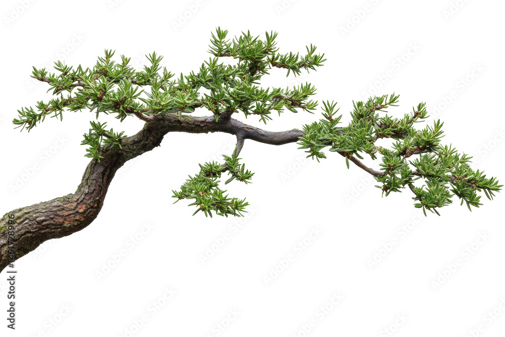 Fototapeta premium Twisted Bonsai Tree Branch with Fresh Green Leaves Isolated on a Transparent Background