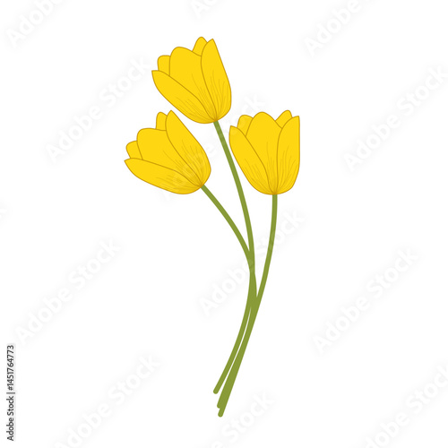 Yellow tulip flower illustration. Blooming flower illustration. Flower illustration set. Tulip flower flat design 
