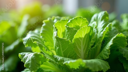 Green vegetable leaves