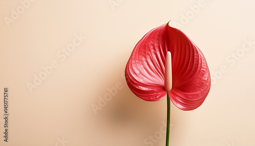 Tropical plant, Anthurium flower background Generated image