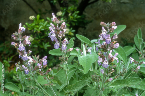Fototapeta Naklejka Na Ścianę i Meble -  Sauge officinale, salvia officinalis