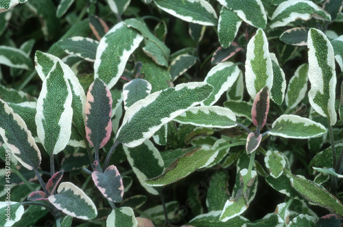 Fototapeta Naklejka Na Ścianę i Meble -  Sauge officinale tricolore, salvia officinalis 'Tricolor'