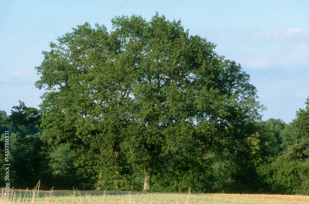 Fototapeta premium Chêne , Quercus robur