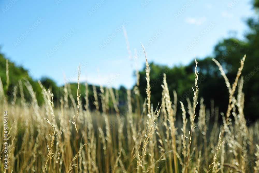 Obraz premium Close up of grass flowers in a field