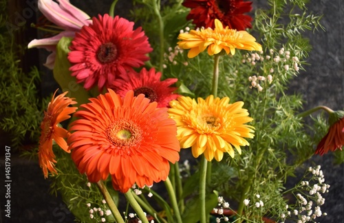 A closeup Image of a Barberton Daisy flowers.