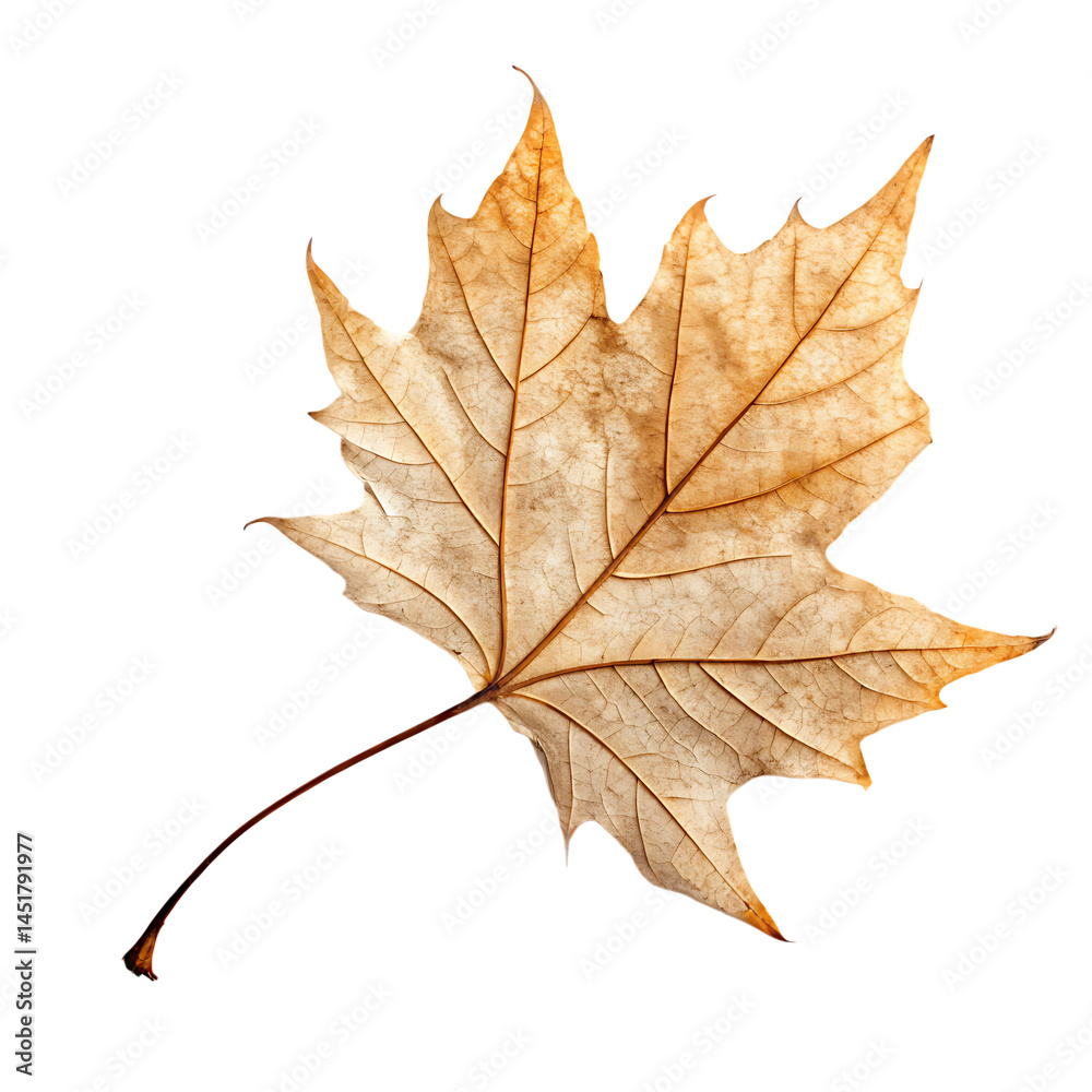 Fototapeta premium Dry leaf isolated on a transparent background