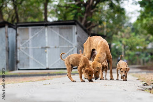 Photography Indian street dogs