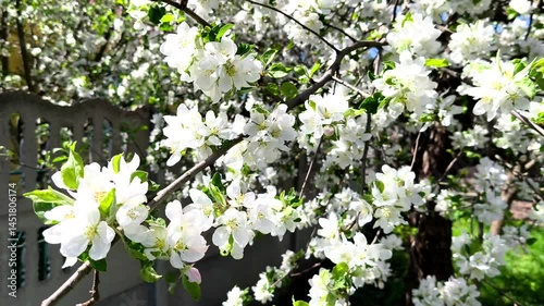 A tree with white flowers in front of a fence