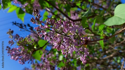 A bunch of purple flowers on a tree with green leaves