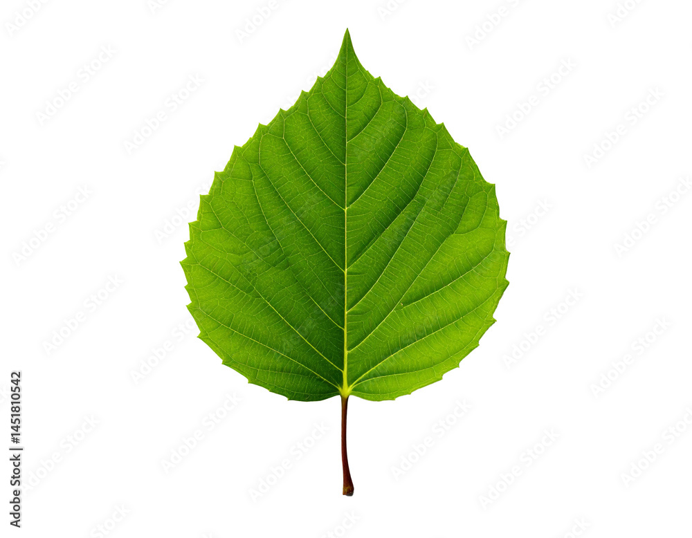 Fototapeta premium Close-up of a single green leaf, freshly pickedClose-up of a single green leaf, freshly picked, perfect for nature-themed design projects or eco-friendly branding, PNG