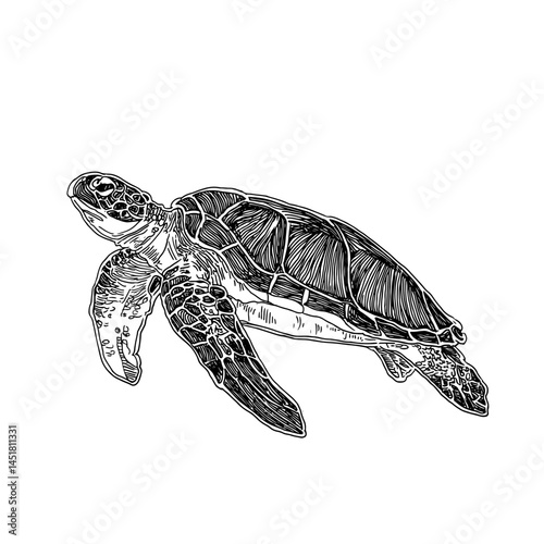 Intricate vector illustration of a sea turtle, perfect for marine-themed designs and nature projects. Ideal for eco-friendly branding, ocean conservation campaigns, and educational materials.